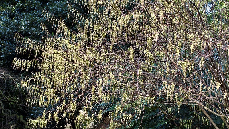 Stachyurus Praecox. Photo credit: Trevor Sims