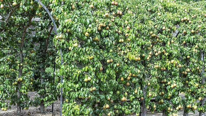The Pear Arch in the Kitchen Garden