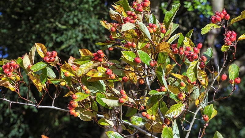 'Carrierei' offering spectacular autumnal colour
