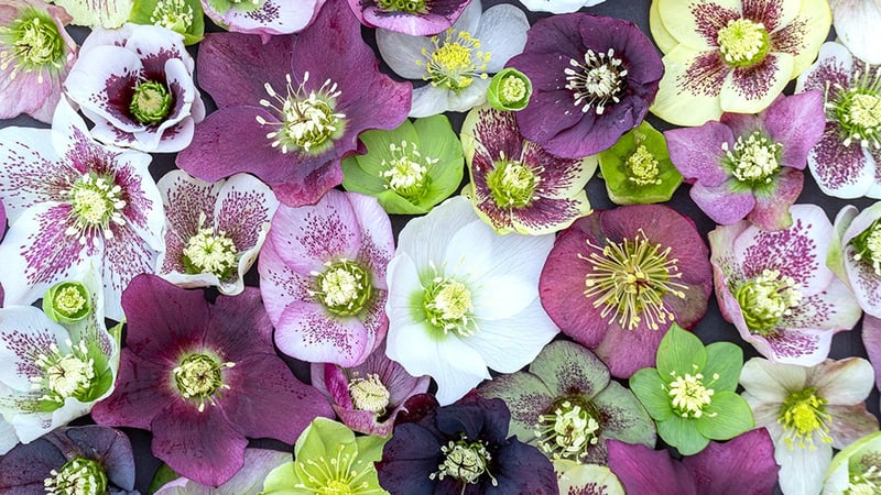 Happy and uplifting Hellebores. Image: © Trevor Sims