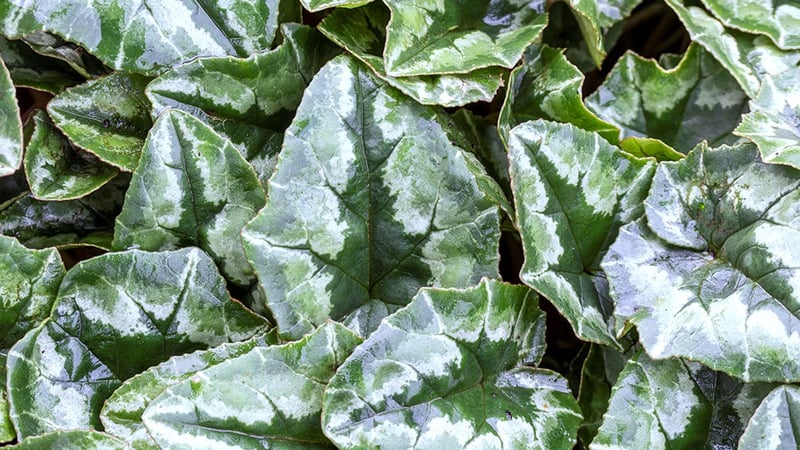 Cyclamen Hederifolium. Image: © Trevor Sims