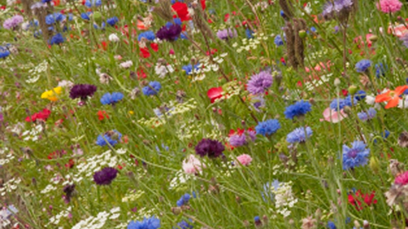 Summer Flowers at West Dean Gardens West Sussex