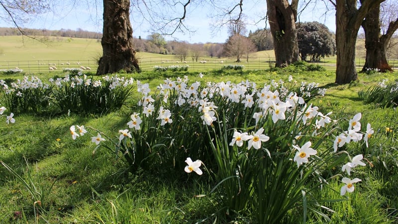 Daffodils at West Dean Gardens