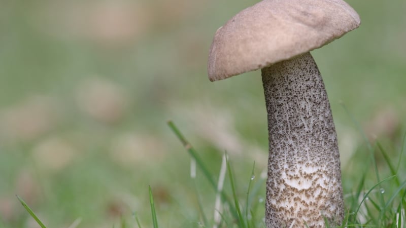 Macro photography with Tracy Hallett