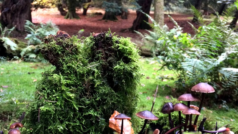 Creating a sense of atmosphire and drama_Mushrooms and moss in woods_Isabel Ashdown