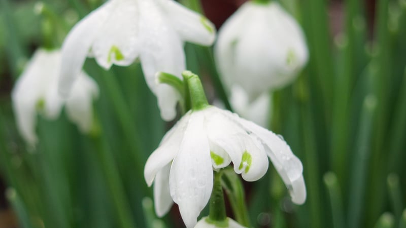 Snowdrops (credit Judy Lion)