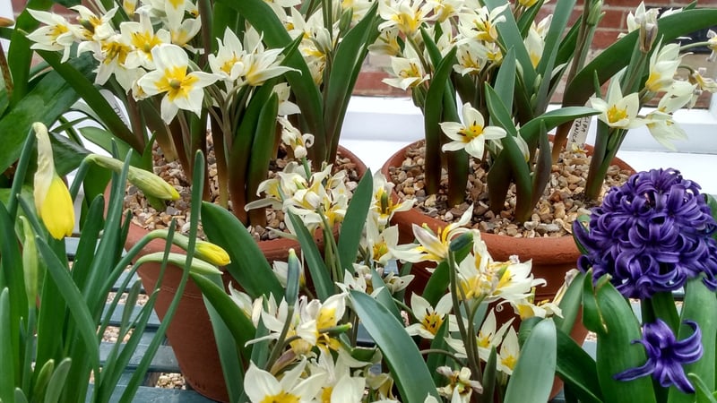 Tulipa Turkestanica. Image credit: Tom Brown