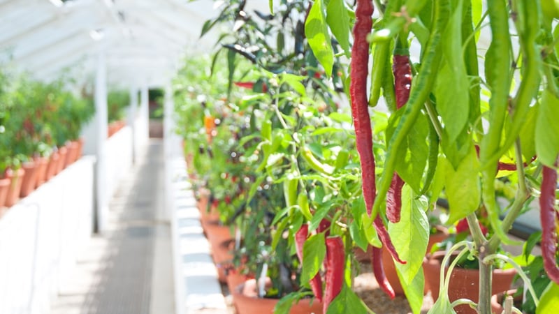 Chillies growing in the Victorian glasshouses