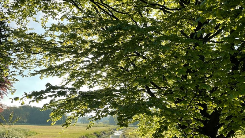 Liz's early morning walk view.