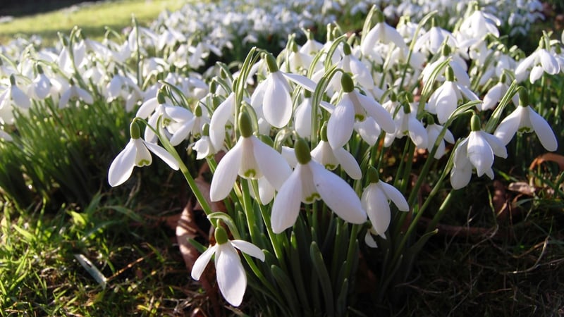 Snowdrops naturalised at West Dean Gardens