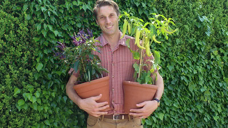 Head Gardener Tom Brown holding chillies at West Dean Gardens