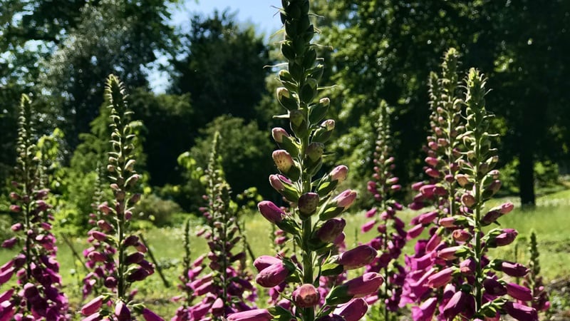 Foxgloves in West Dean Gardens