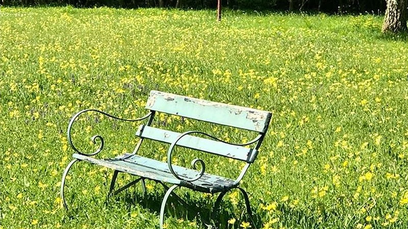 A bench in the Arboretum at West Dean Gardens
