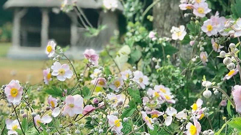  Japanese Anemones at West Dean Gardens