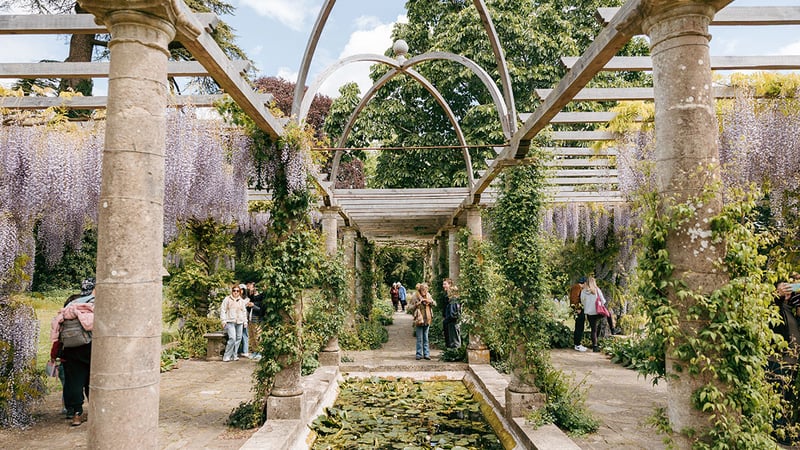 Edwardian Pergola with Vines, Wisteria and Tourists