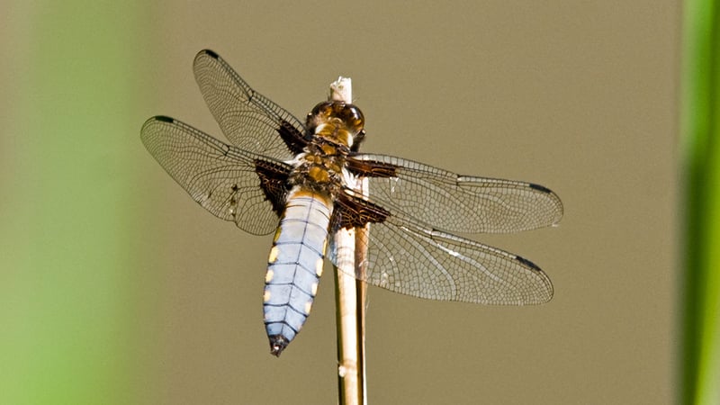 Stephen Walby photograph