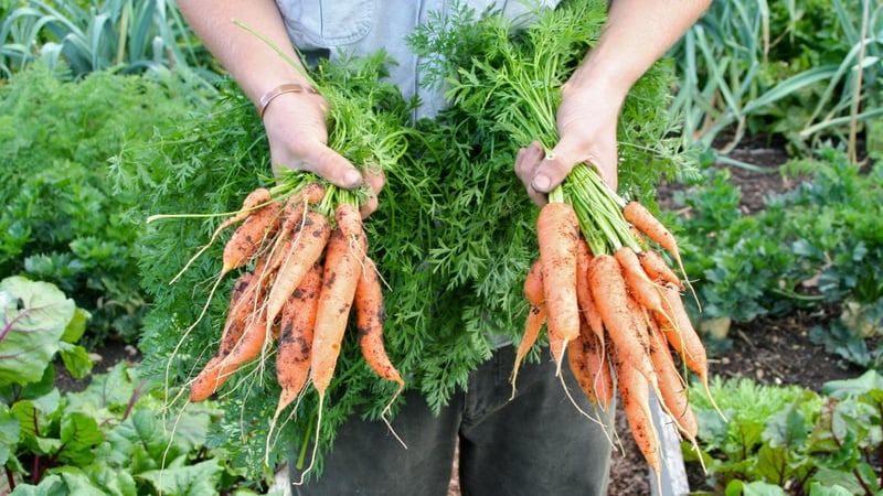 Charles Dowding - Easier ways to a successful vegetable and fruit garden