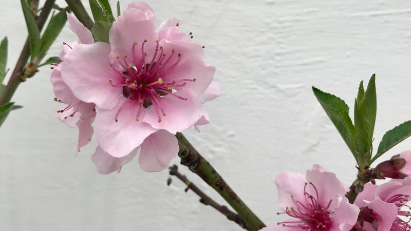 Nectarine Blossom in bloom in the Glasshouses at West Dean Gardens