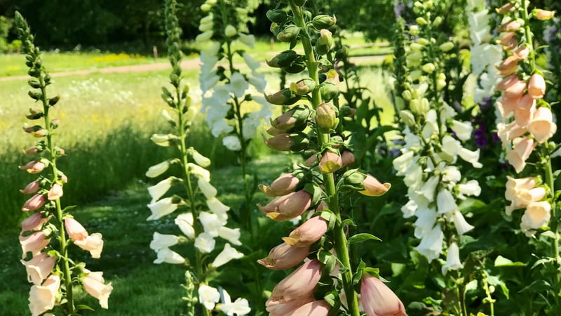 Foxgloves at West Dean Gardens