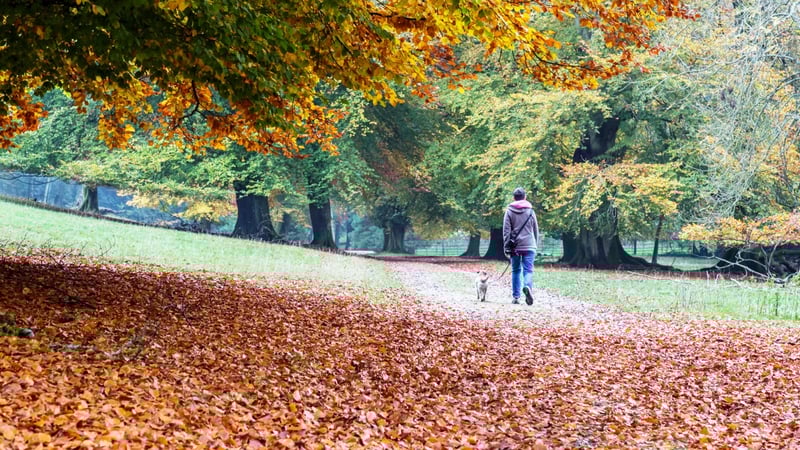 Walking the dog through the autumn leaves