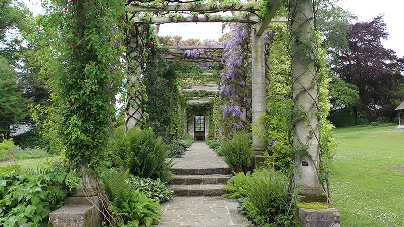 Wisteria on the West Dean Pergola