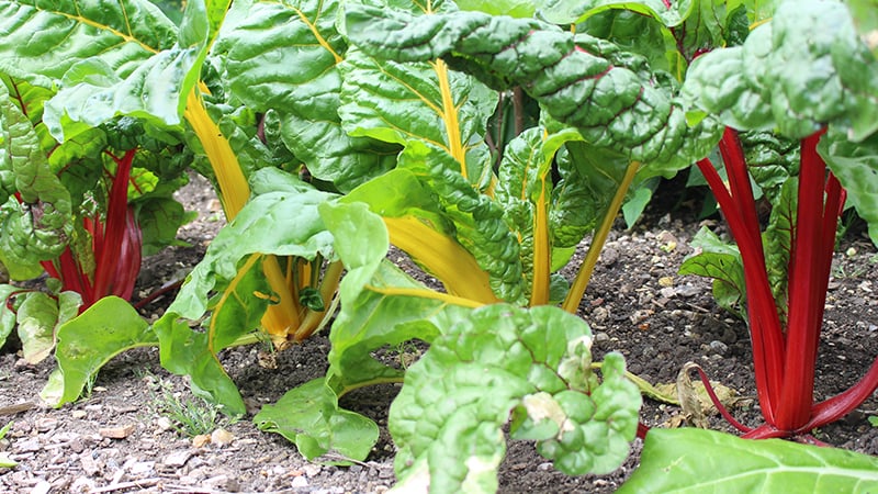 Swiss Chard in the Walled Kitchen Garden at West Dean