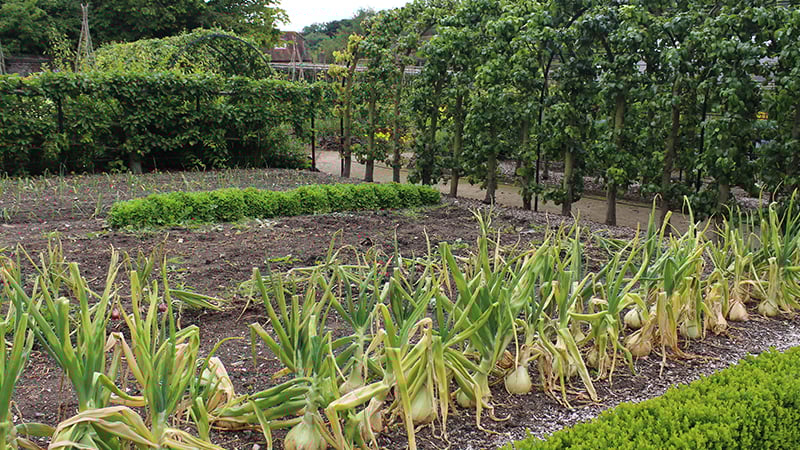 Onions growing in the Walled Kitchen Garden at West Dean
