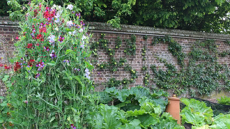 Sweets peas in the Kitchen Garden at West Dean near Chichester