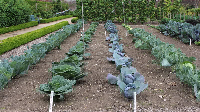 Brassicas in the Kitchen Garden at West Dean