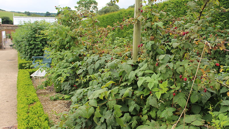 Raspberries in the Kitchen Garden at West Dean