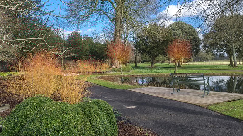 Dogwoods in winter At West Dean Gardens