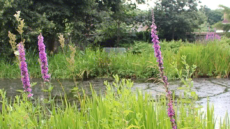 Pond at West Dean Gardens