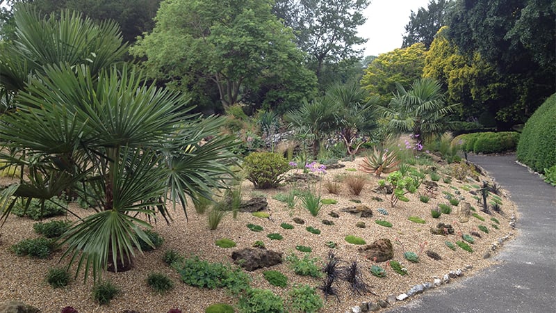 Succulent beds at West Dean Gardens