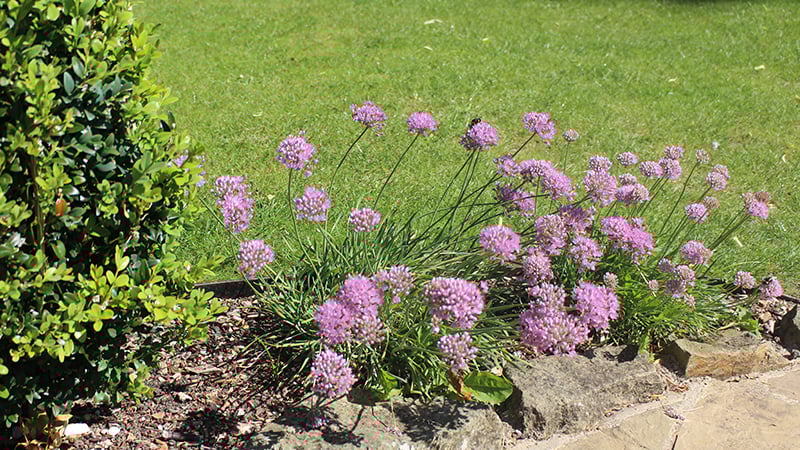 Purple alliums in the Sunken Garden at West Dean