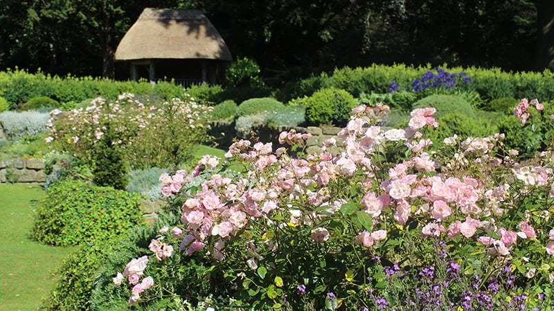 Roses at West Dean Gardens