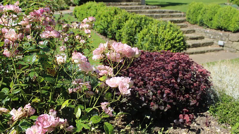 Pink roses at West Dean Gardens West Sussex