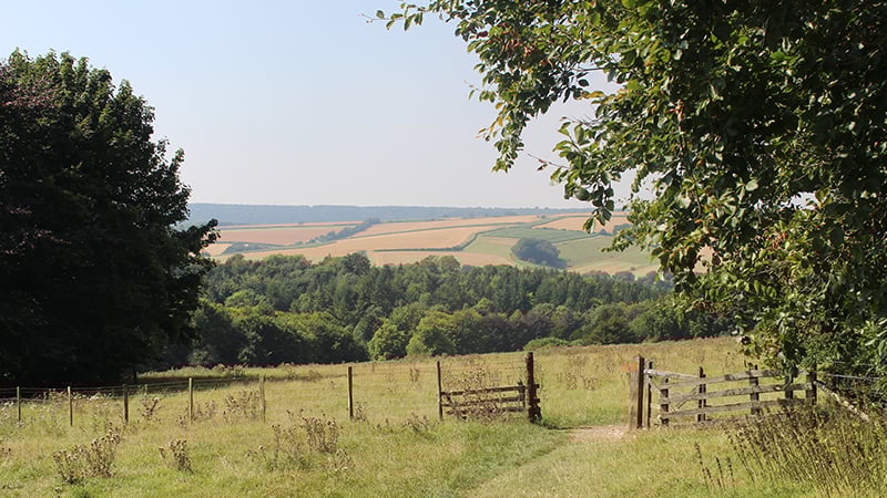 Gate in the field in West Dean Arboretum