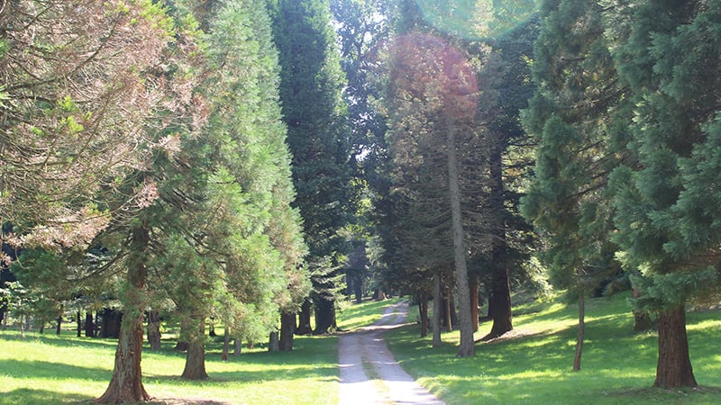 The entrance to West Dean's Arboretum