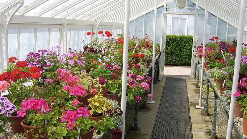 Geraniums in the glasshouses at West Dean Gardens West Sussex