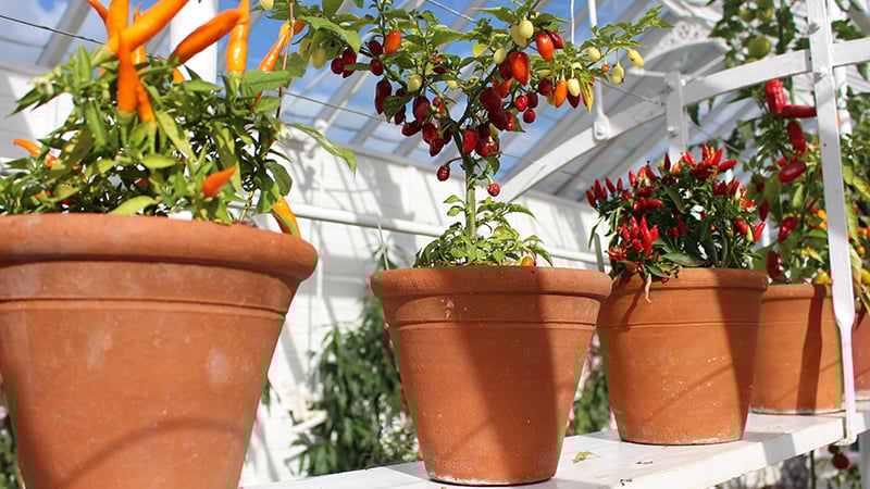 Chillies in the glasshouses at West Dean Gardens near Chichester