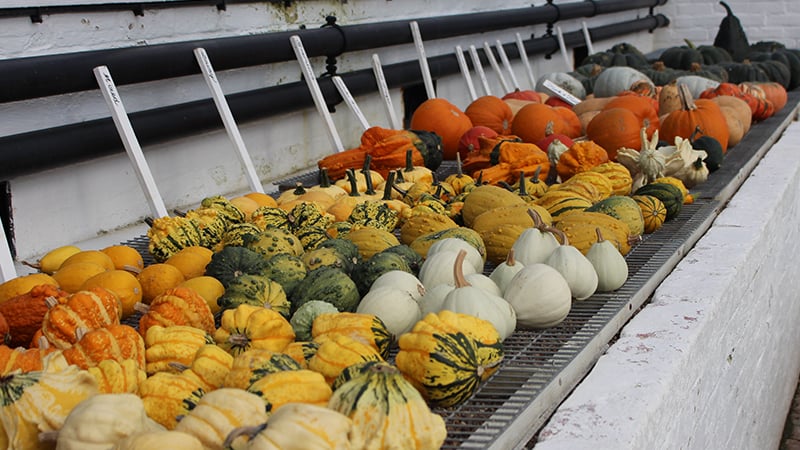 Gourds and pumpkins in the glasshouse at West Dean Gardens