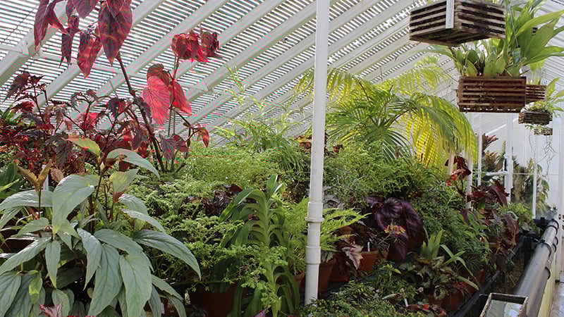 Tropical glasshouse at West Dean Gardens