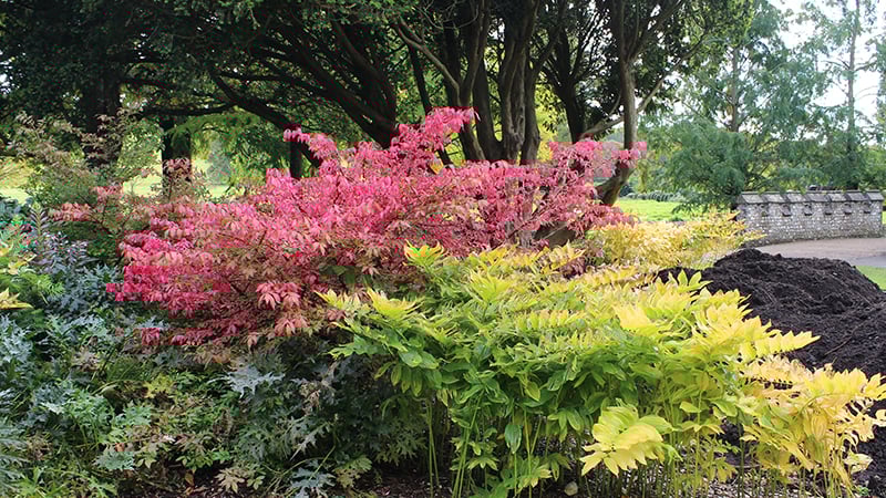 Bright autumn colour leaves at West Dean Spring Gardens near Chichester