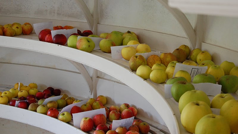 Apples in storage at West Dean Gardens, West Sussex