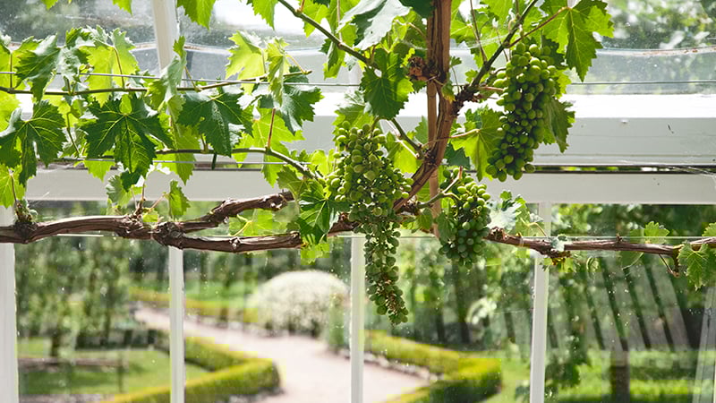 Grapes in the glasshouse at West Dean Gardens, West Sussex