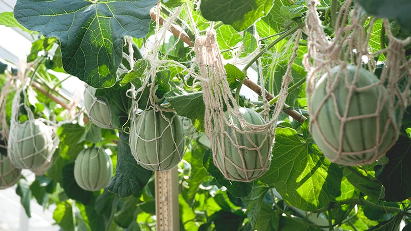 Melons supported in the glasshouses at West Dean near Chichester