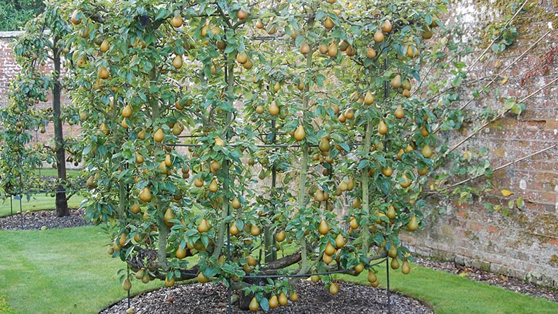 Pears in the fruit garden at West Dean Gardens West Sussex