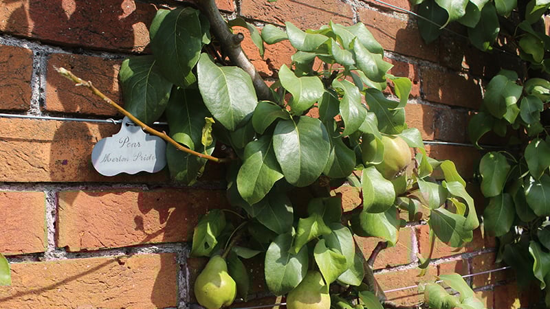Pears grow on espaliers at West Dean