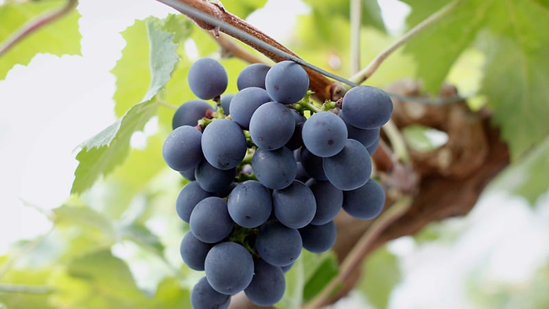 Red grapes in the Walled Gardens near Chichester