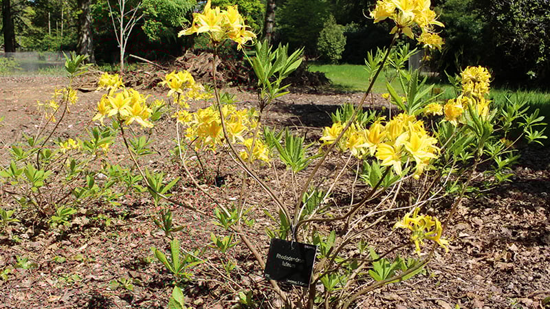Rhododendron luteum in West Dean Gardens Arboretum